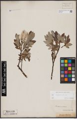 Foto von Salix lapponum L.